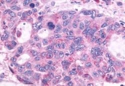 GPR150 Antibody, Novus Biologicals 50 &mu;g; Unconjugated:Antibodies, Polyclonal